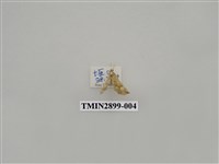 藏品(尺蛾644)的圖片